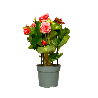 Бегония Borias, Гор14, Выс40 в интернет гипермаркете «Планета Лета». Фото