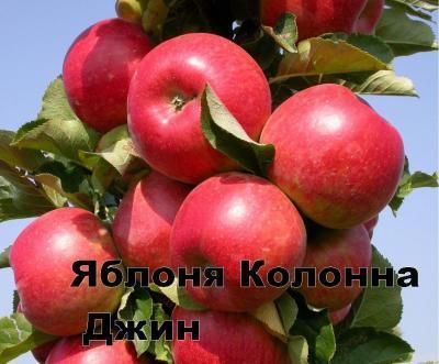 Яблоня колоновидная Джин 2-летка С4 Выс80 в интернет гипермаркете «Планета Лета». Фото