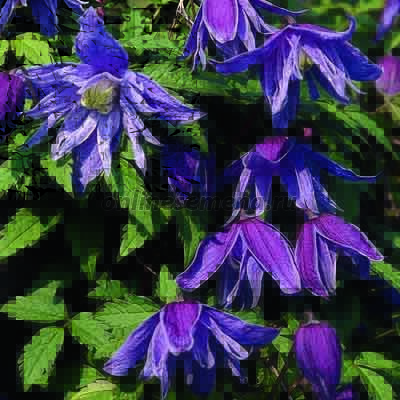 Клематис крупноцветковый Каэн П в интернет гипермаркете «Планета Лета». Фото