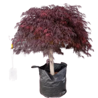 Клен пальм.Dissectum Atropurpureum штамб, Гор70, Выс150 в интернет гипермаркете «Планета Лета». Фото