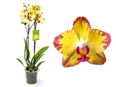 Фаленопсис 2 рр Mix Papagayo, Гор12, Выс60 в интернет гипермаркете «Планета Лета». Фото