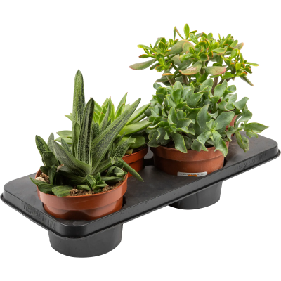 Суккуленты микс в плошке, Гор17 М в интернет гипермаркете «Планета Лета». Фото