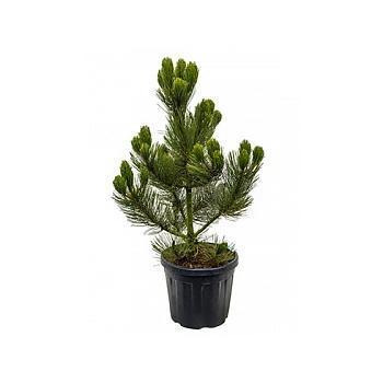 Сосна обыкновенная Стразник, Гор23 М в интернет гипермаркете «Планета Лета». Фото