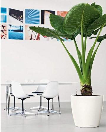 Кашпо   Lechuza Classico LS Complete (white high gloss), D50xH47см в интернет гипермаркете «Планета Лета». Фото