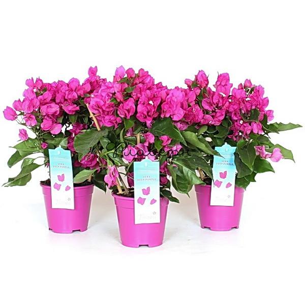 Бугенвиллея stam, Гор13, Выс40 в интернет гипермаркете «Планета Лета». Фото