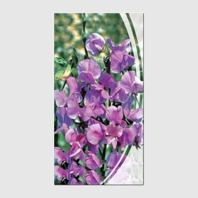 Горошек душистый Забава Мачмейкер в интернет гипермаркете «Планета Лета». Фото