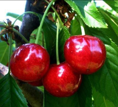 Черешня Бычье сердце 2-летка С4 140 в интернет гипермаркете «Планета Лета». Фото