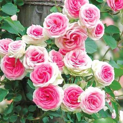 Роза спрей Мими Эден ОКС в интернет гипермаркете «Планета Лета». Фото