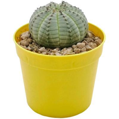 Эуфорбия Obesa, Гор8, Выс12 в интернет гипермаркете «Планета Лета». Фото