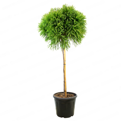 Криптомерия яп.Little Champion штамб, C18, Выс180 в интернет гипермаркете «Планета Лета». Фото