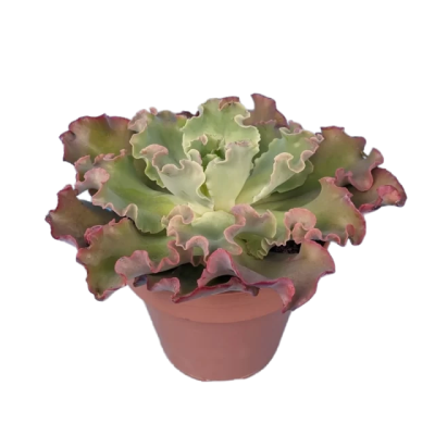 Эчеверия Blue giant, Гор15 М в интернет гипермаркете «Планета Лета». Фото