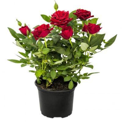 Роза Kordana, Гор12, Выс30 в интернет гипермаркете «Планета Лета». Фото