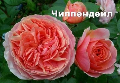 Роза английская парковая Чиппендейл C2 Выс30 в интернет гипермаркете «Планета Лета». Фото