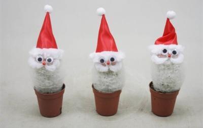 Кактус Дед Мороз, Гор5, Выс10 в интернет гипермаркете «Планета Лета». Фото