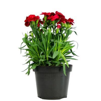 Гвоздика, Гор12 М в интернет гипермаркете «Планета Лета». Фото