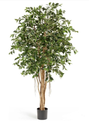 Фикус Ретуса 150 см в интернет гипермаркете «Планета Лета». Фото