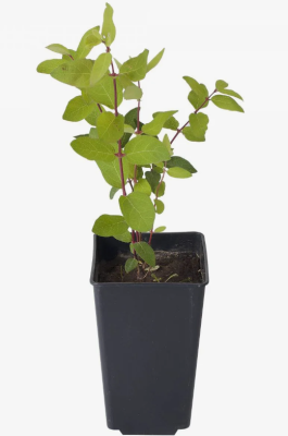 Жимолость вьющаяся, Гор12, Выс50 в интернет гипермаркете «Планета Лета». Фото