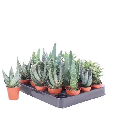 Алоэ Mix, Гор5, Выс5 в интернет гипермаркете «Планета Лета». Фото