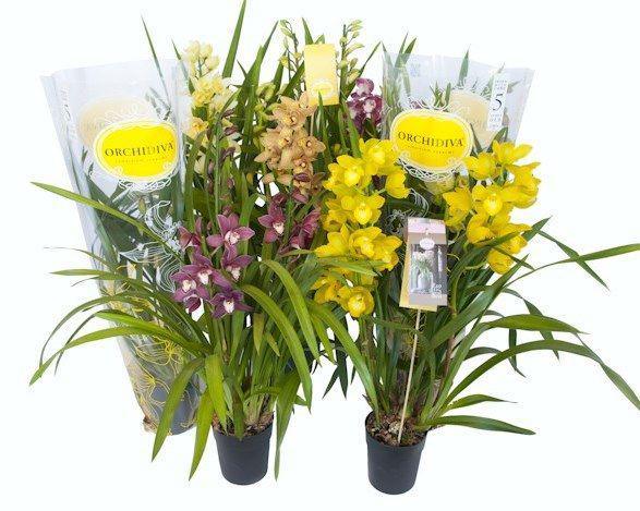 Цимбидиум Midi 1 pp, Гор14, Выс80 в интернет гипермаркете «Планета Лета». Фото