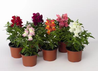 Львиный зев, Гор10 М в интернет гипермаркете «Планета Лета». Фото