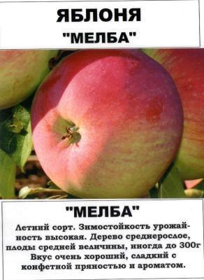 Яблоня Мелба 2-летка С4 Н140 в интернет гипермаркете «Планета Лета». Фото