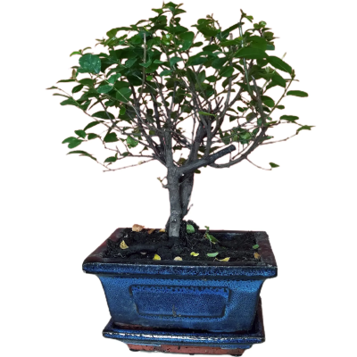 Бонсаи Mix + декор, Гор12, Выс25 в интернет гипермаркете «Планета Лета». Фото