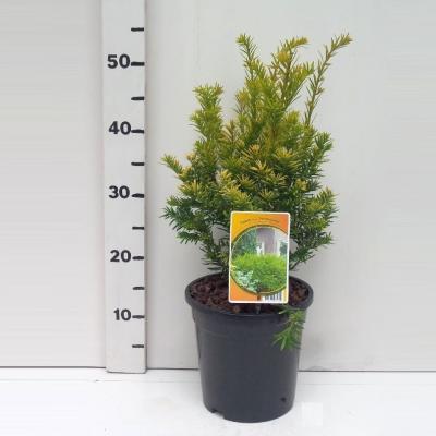 Тис ягодный SemperAurea, Гор23, Выс45 в интернет гипермаркете «Планета Лета». Фото