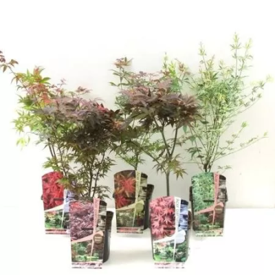 Клен пальм.микс, Гор15, Выс40 в интернет гипермаркете «Планета Лета». Фото