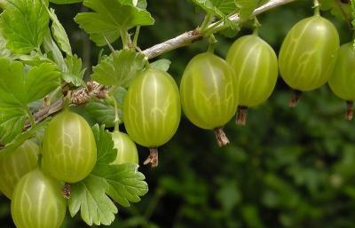 Крыжовник Малахит 7Ц (туба) в интернет гипермаркете «Планета Лета». Фото