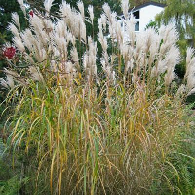 Мискантус китайский Пурпуресценс/ЦКор в интернет гипермаркете «Планета Лета». Фото