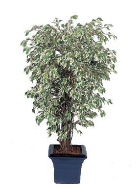 Фикус гавайский лиана пестр 120 см 10.30904NW в интернет гипермаркете «Планета Лета». Фото