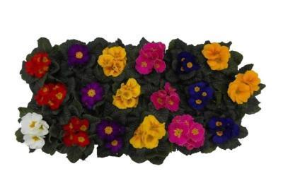 Примула Acaulis, Гор10, Выс15 М в интернет гипермаркете «Планета Лета». Фото