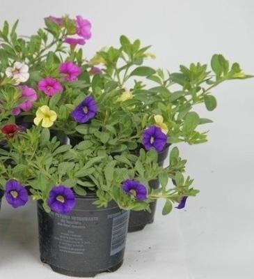 Калибрахоа, Гор11 М в интернет гипермаркете «Планета Лета». Фото