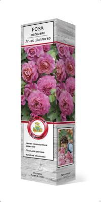 Роза парковая Агнес Шиллигер/ЦКор П в интернет гипермаркете «Планета Лета». Фото