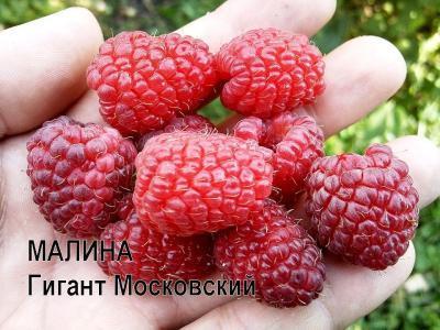 Малина Московский бесшипный С2 Выс40  в интернет гипермаркете «Планета Лета». Фото Малина Московский бесшипный С2 Выс40 в интернет гипермаркете «Планета Лета». Фото