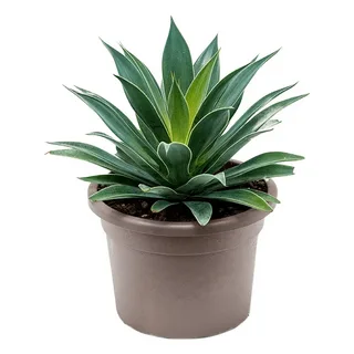 Мангава, Гор15, Выс30 в интернет гипермаркете «Планета Лета». Фото