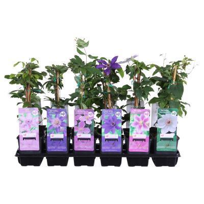 Клематис микс, Гор13, Выс50 в интернет гипермаркете «Планета Лета». Фото