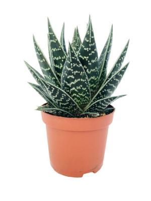 Алоэ Tki Tahi, Гор9, Выс12 в интернет гипермаркете «Планета Лета». Фото