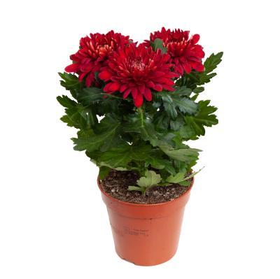 Хризантема Chrystal salmon Surpr 3 pp, Гор13, Выс30 в интернет гипермаркете «Планета Лета». Фото