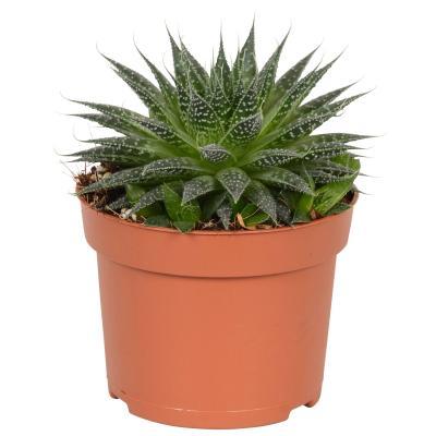 Алоэ Brevifolia, Гор10, Выс20 в интернет гипермаркете «Планета Лета». Фото