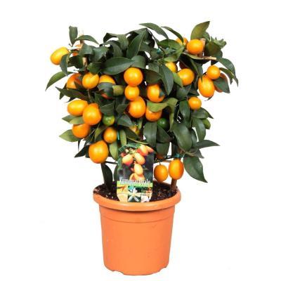 Цитрофортунелла Mix, Гор19, Выс65 в интернет гипермаркете «Планета Лета». Фото