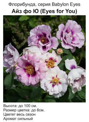 Роза бордюрная Блю фо Ю С2 в интернет гипермаркете «Планета Лета». Фото