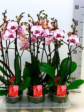 Фаленопсис 2 рр Epica, Гор12, Выс60 в интернет гипермаркете «Планета Лета». Фото