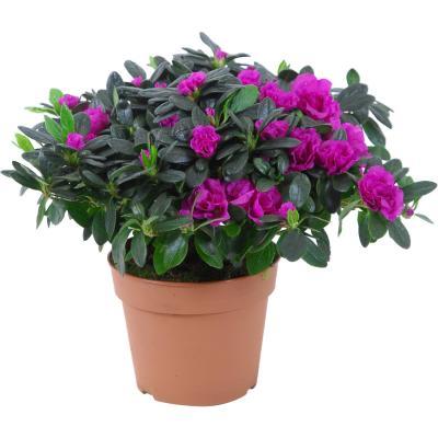 Рододендрон Ostalett фиолет., Гор15, Выс30 в интернет гипермаркете «Планета Лета». Фото