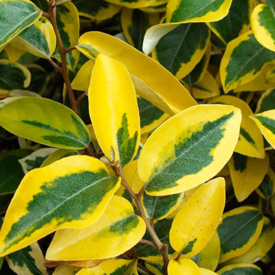 Лох EBBINGEI GILT EDGE ф.шар, Гор48, Выс80-100 И в интернет гипермаркете «Планета Лета». Фото