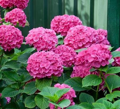 Гортензия крупнолистная Сибилла 7Ц в интернет гипермаркете «Планета Лета». Фото