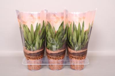 Пахиподиум Lamerei, Гор10, Выс30 в интернет гипермаркете «Планета Лета». Фото