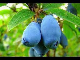 Жимолость съедобная Блю Трэже П в интернет гипермаркете «Планета Лета». Фото