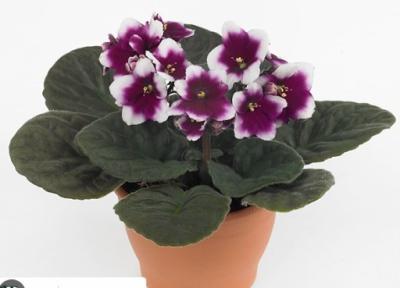 Фиалка Fring SPECIAL fringed, Гор12, Выс20 в интернет гипермаркете «Планета Лета». Фото