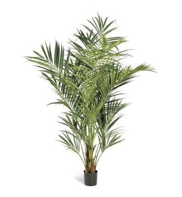 Пальма Кентия (Ховея) де Люкс в-140 см 2/2 в интернет гипермаркете «Планета Лета». Фото